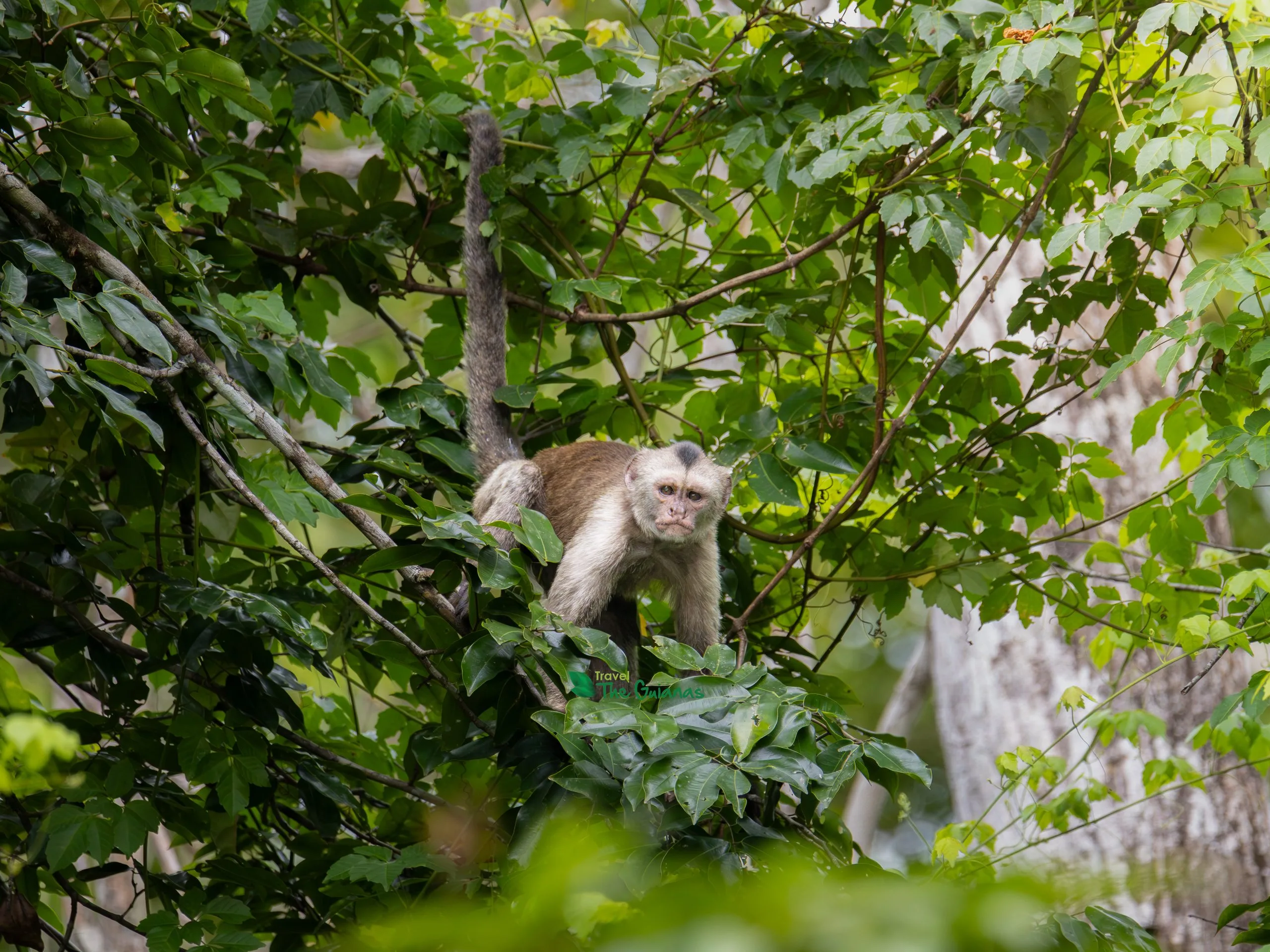 monkey in the rainforest