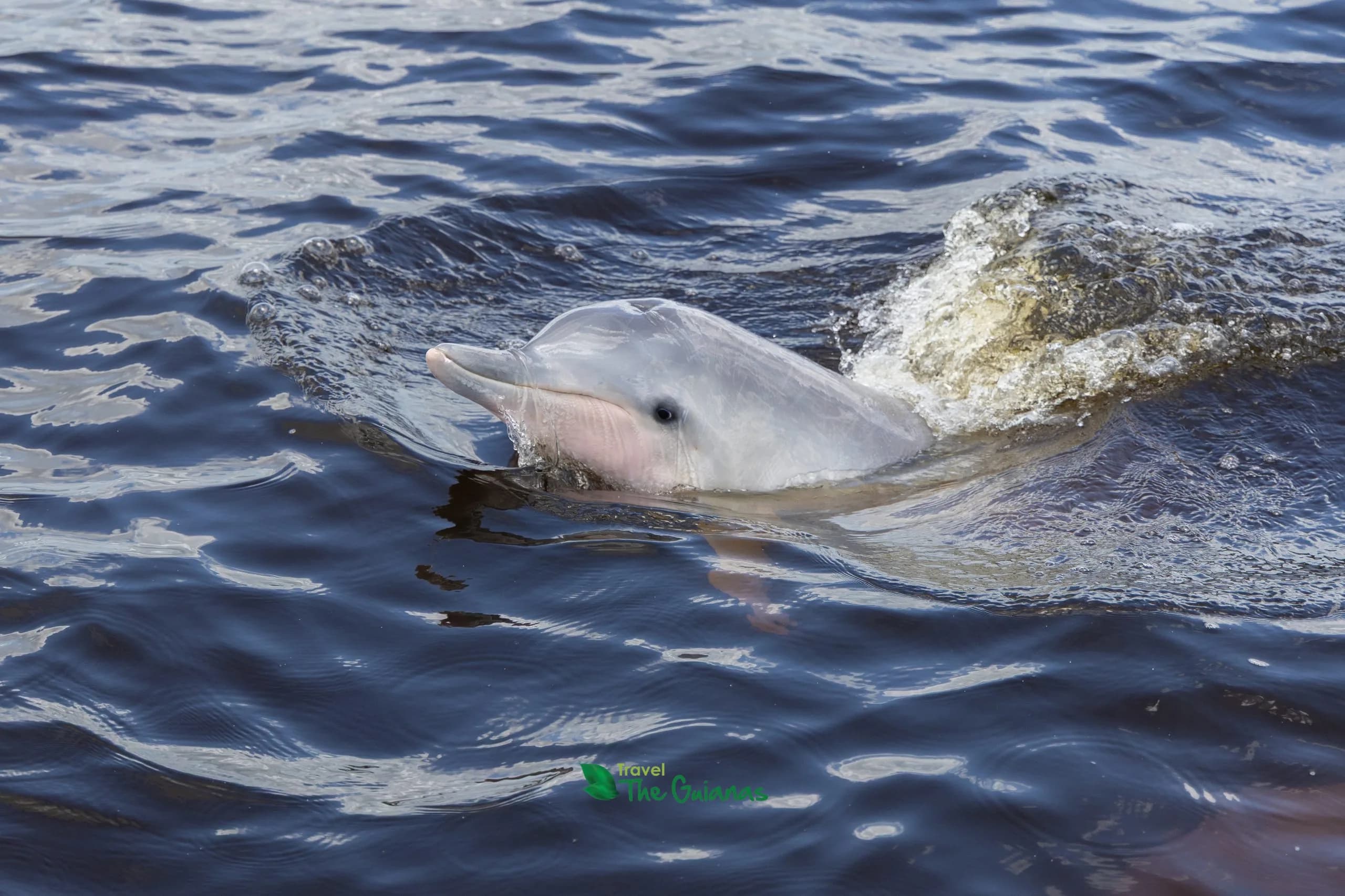 Afternoon Dolphin Spotting River Tour