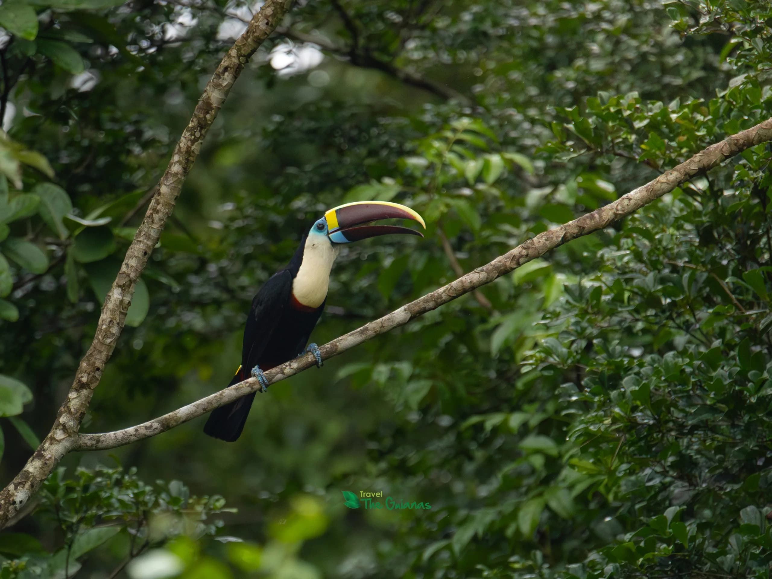 Peperpot Nature Park Wildlife Tour