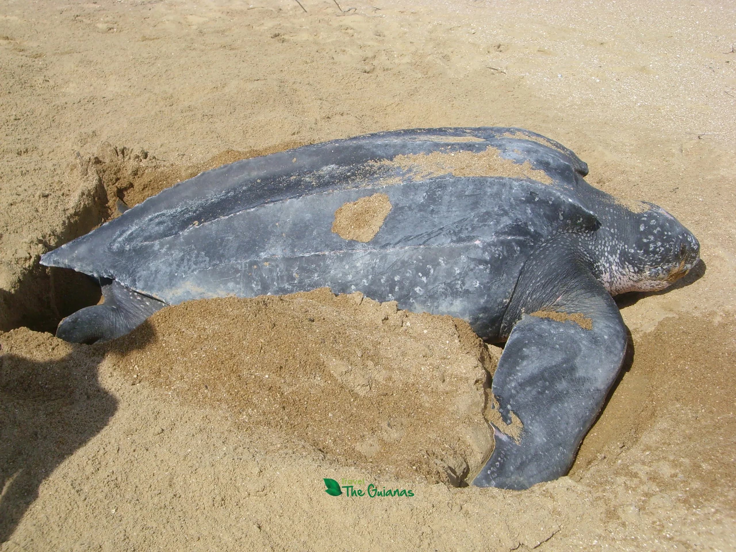 Sea Turtle Nesting Tour
